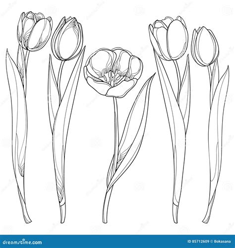 tulip outline|Tulip Outline royalty